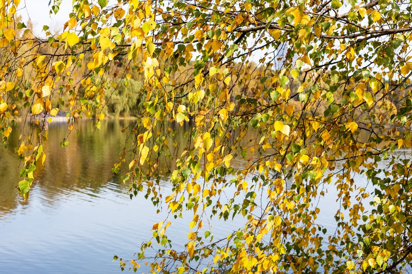 Городской сад